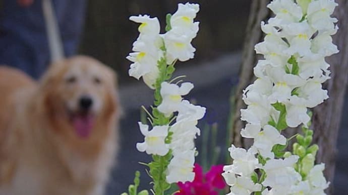 あなたのベストワンの花を教えて･ﾟ☆･ﾟいつもの場所