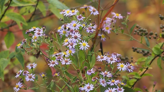 ★秋の野で野の花や実を撮る 2022
