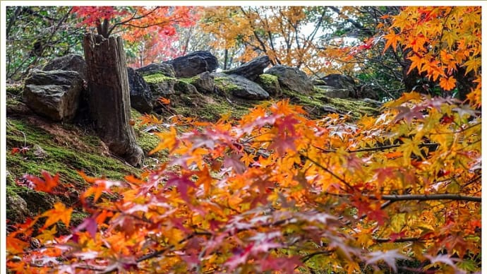 清水山の紅葉