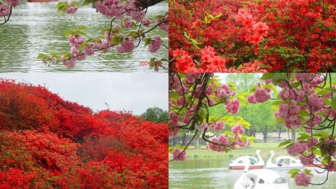 水上公園で「八重桜」、稲荷山緑地保全で「ヤマツツジ」（2024/4/21）
