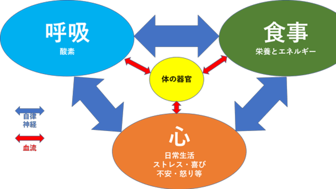 自律神経とは!-part6食事・呼吸・心