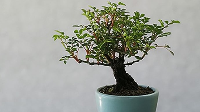 春の作場から