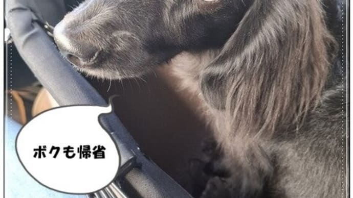 急遽帰省
