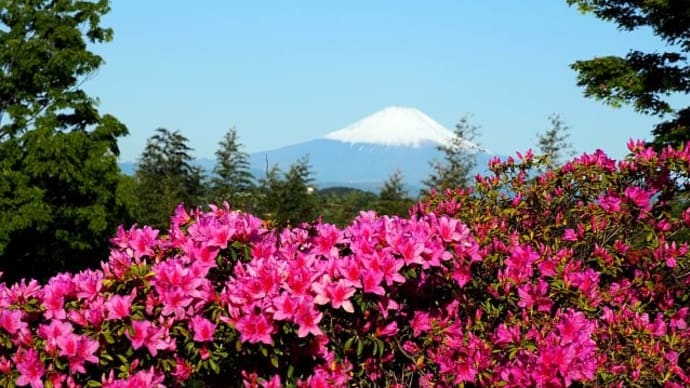 憲法記念日~赤いツツジ越しに観る富士