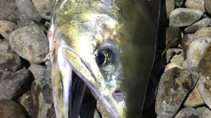 鮭が大量に岸より!目の前に数千魚体が!!