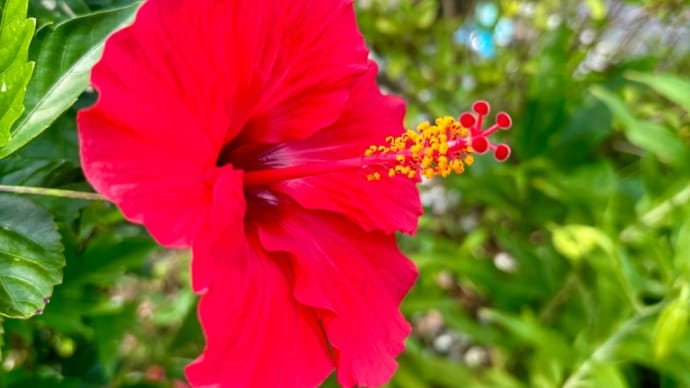 夏のハワイアンリボンレイ教室