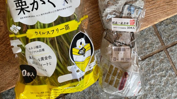 苗を植えた。