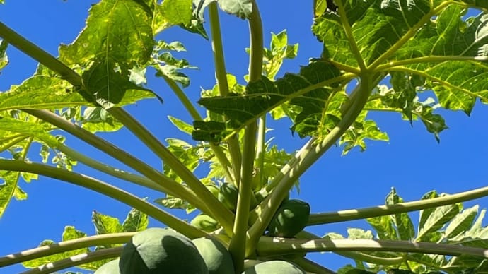 私のパパイヤ栽培方法は斜め植え〜前編〜