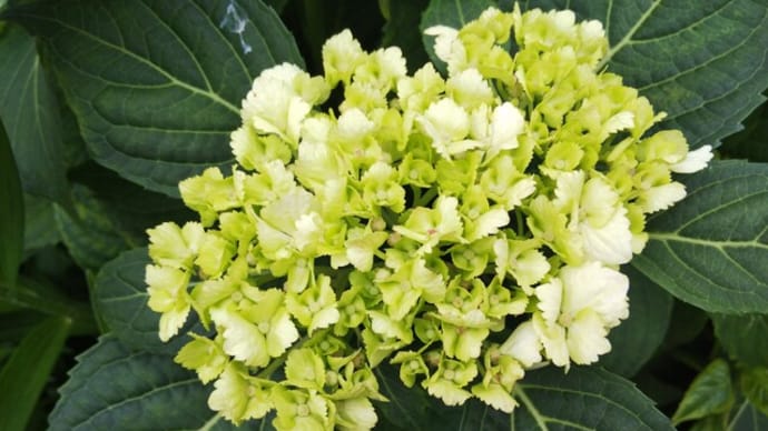 嵐去り あの紫陽花も 艶増すか