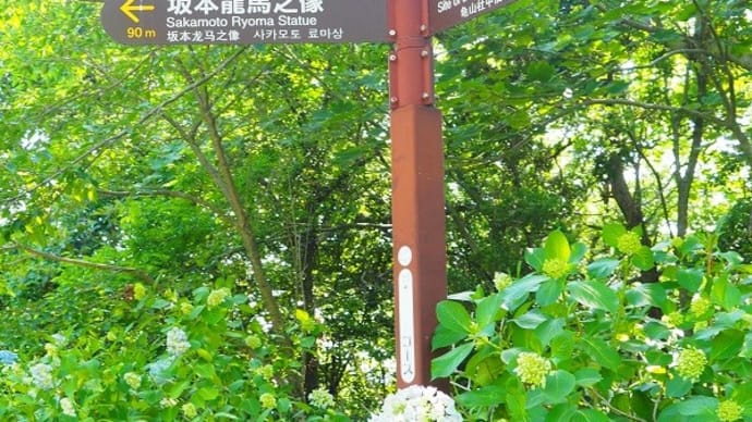 あじさい咲く 龍馬像のある風頭公園 ~眺望遮る雑木林伐採~ 2020/6/7