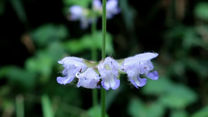 里山 花たち