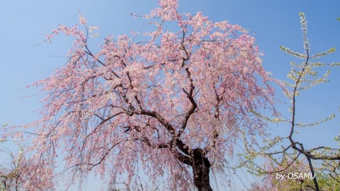 東谷山フルーツパーク(しだれ桜まつり)①