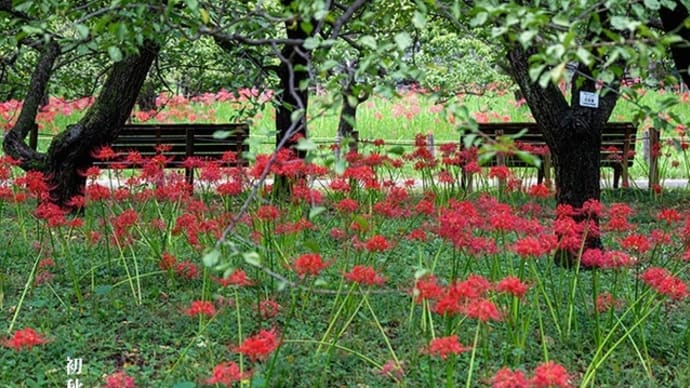 梅林の曼珠沙華。