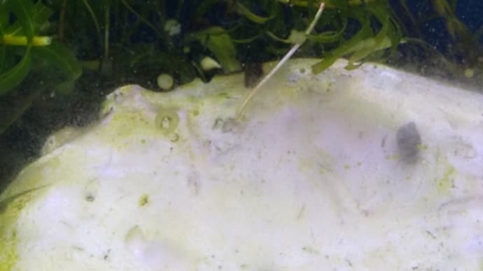 水替えと水草のトリミングとコンセント統一