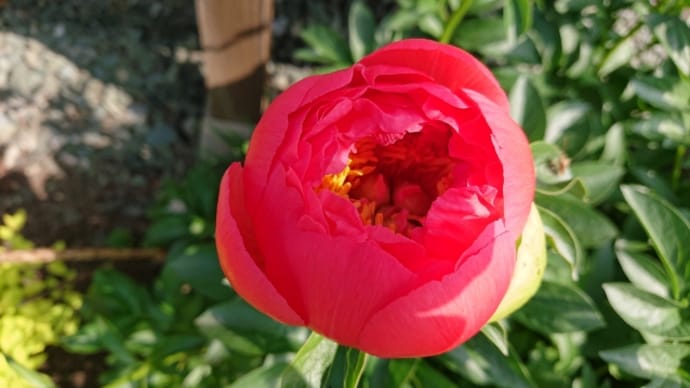 花盛り　♬バラ色のメヌエット（ポール・モーリア）