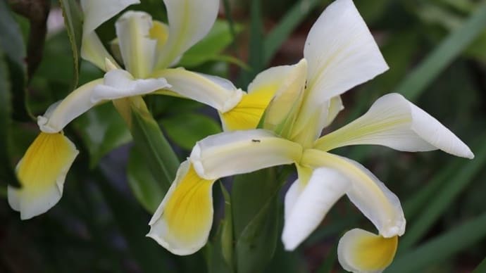 ダッチアイリスは 花の立ち姿が スマートです 切り花には蕾の時~