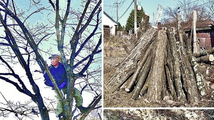 故郷(北海道清里町)の旧宅地の庭で、二本目のミズナラを伐採してきました