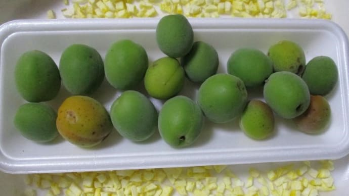 庭で採れた梅で「梅シロップ」を作りつつありま~す