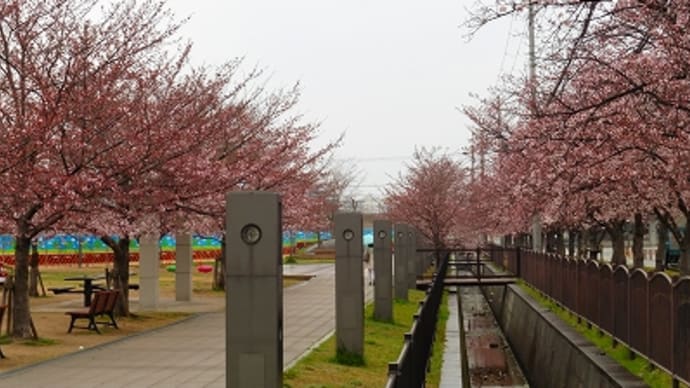 手柄山の桜 2016