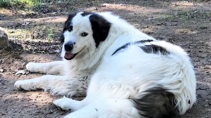 アメリカ獣医師会犬のトレーニング