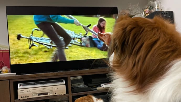 アッシュ、犬TVが好き