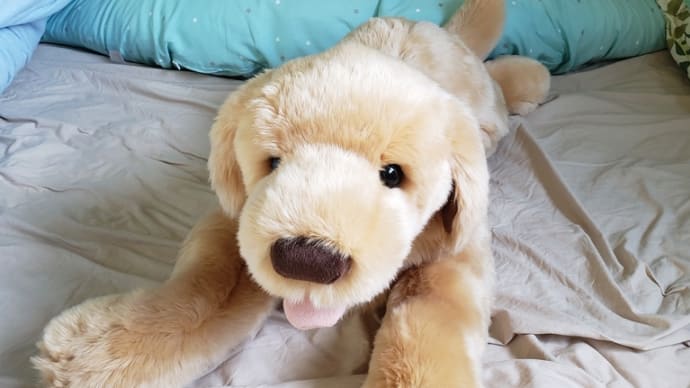 家族が増えました🐶