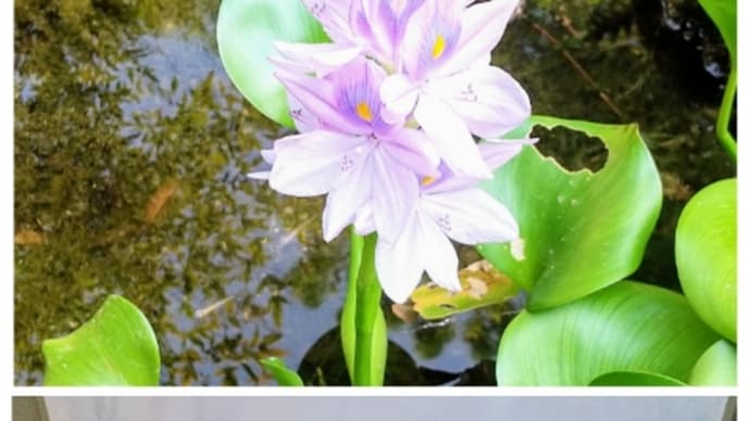 我が家のお盆 ③ 精霊流し&送り火