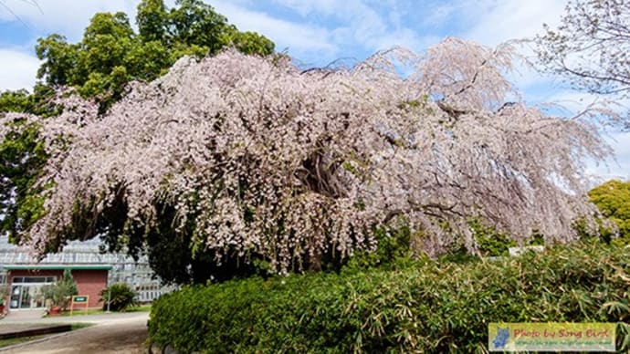 桜巡り(2)「市民の森公園」
