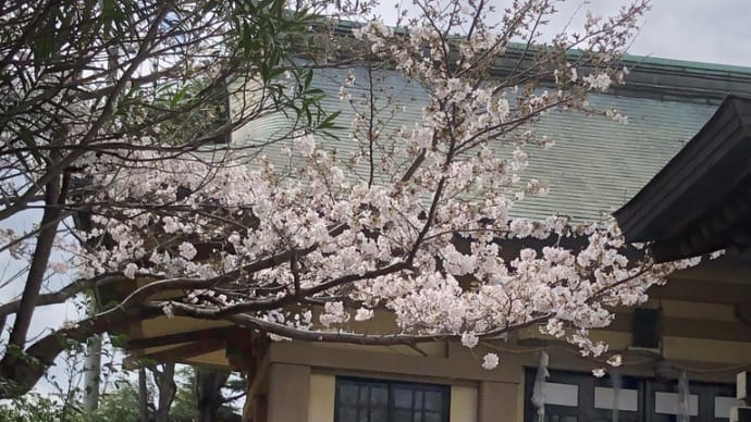 浜岳神社の桜咲いました^_^