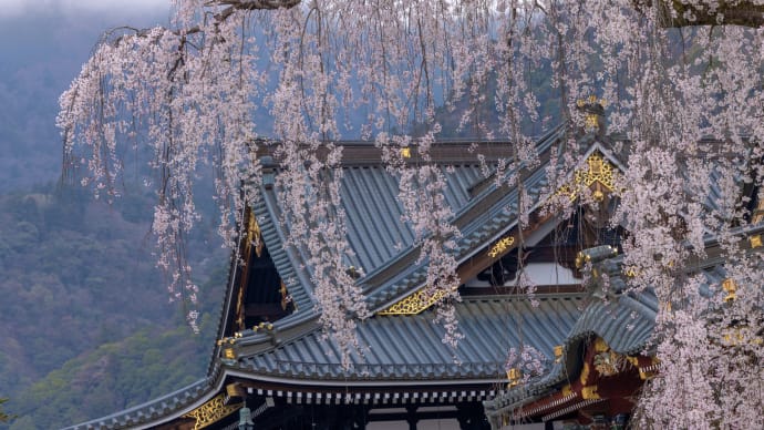 山寺の枝垂れ桜