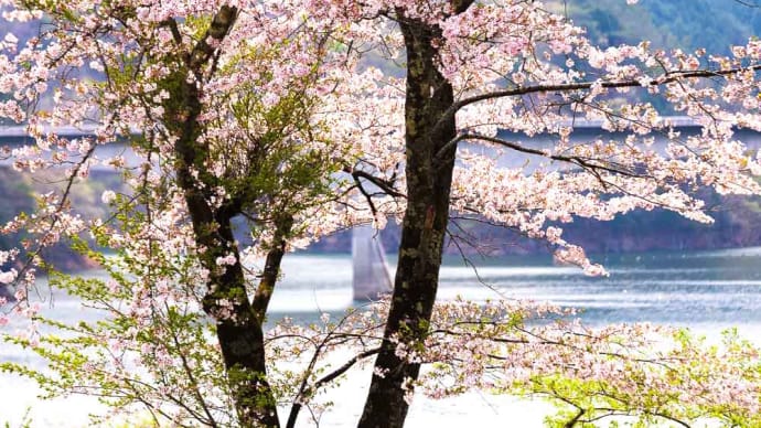 桜咲く桐生川ダム湖（梅田湖）とその周辺にて（2022年4月）