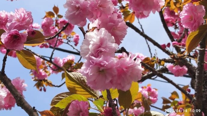 【御殿場駅前通り】八重桜がほぼ満開