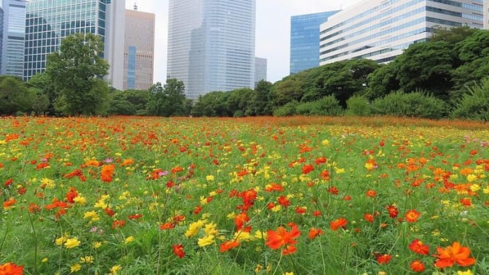 浜離宮庭園 キバナコスモス 満開で高層ビルと花畑という不思議なコラボレーション