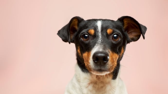 オードリー・ヘプバーンの愛犬と動物愛護の未来