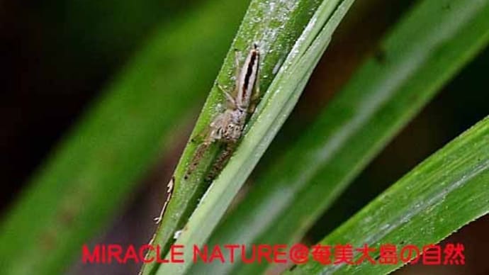 奄美大島のハエトリグモ:ミナミヤハズハエトリ♀