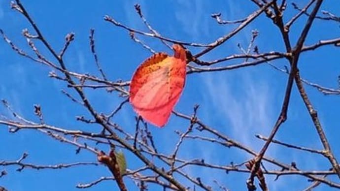 11月末締めの日々雑感喜怒哀楽