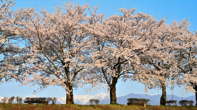【さくら】天竜川堤防・・・(駒ケ根市) ☆4月3日撮影