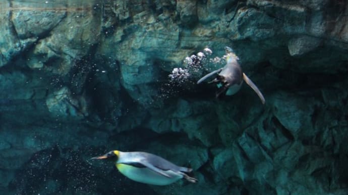王様ペンギンの足