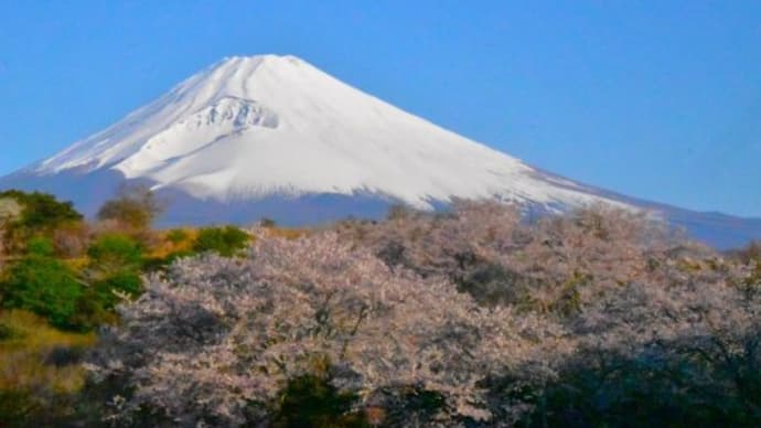 朝活でパノラマロードの桜