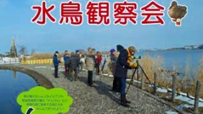 2/4 伊庭内湖に飛来の水鳥観察会(東近江市)