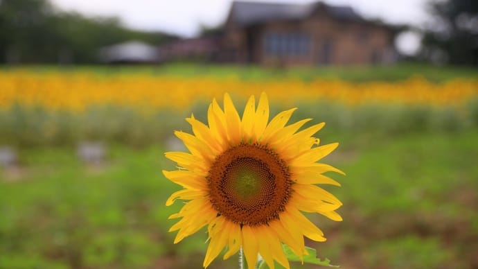 農林公園のひまわり「2022‐08」