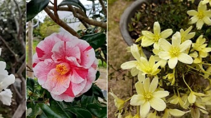 美しく咲く庭の花木とひとめ惚れしたクレマチスを植えつけたとです(#^^#)