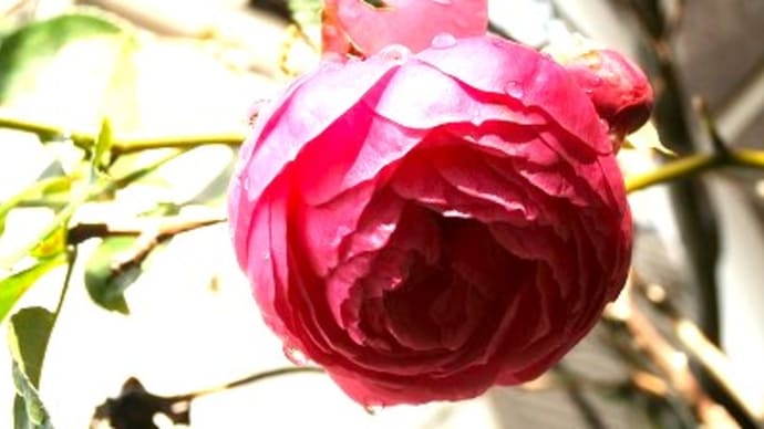 まだまだ咲いている薔薇と、有難い頂き物と年賀状と。