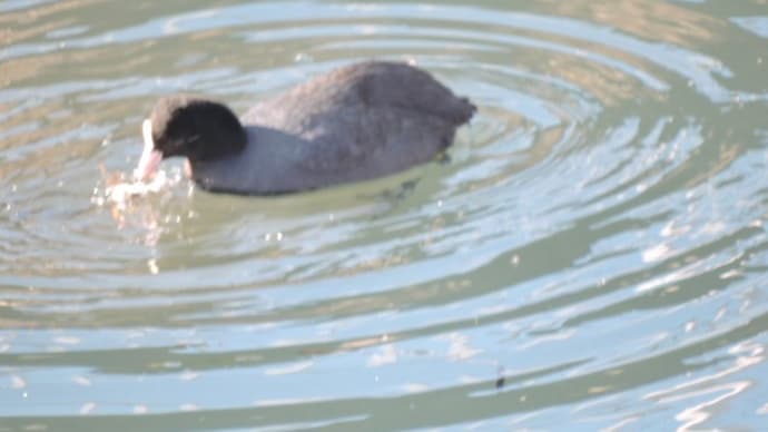オオバン　カルガモ　サザンカ 　 正月にアブラナ?　
