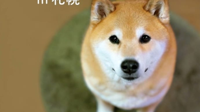 インスタグラムで大人気わんちゃんです!~「柴犬まる展 ~ MARU is and always will be there for you ~ in 札幌 」~