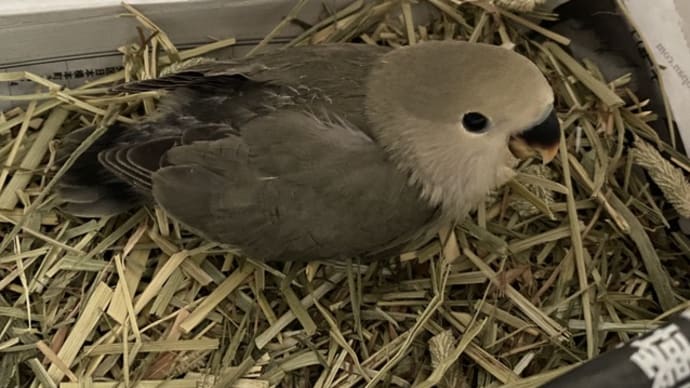コザクラインコ「ユア・マイ・ラヴ」長山洋子カバー