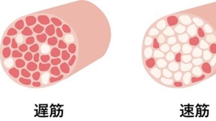 なぜマグロの刺身は赤いのか知ってる?
