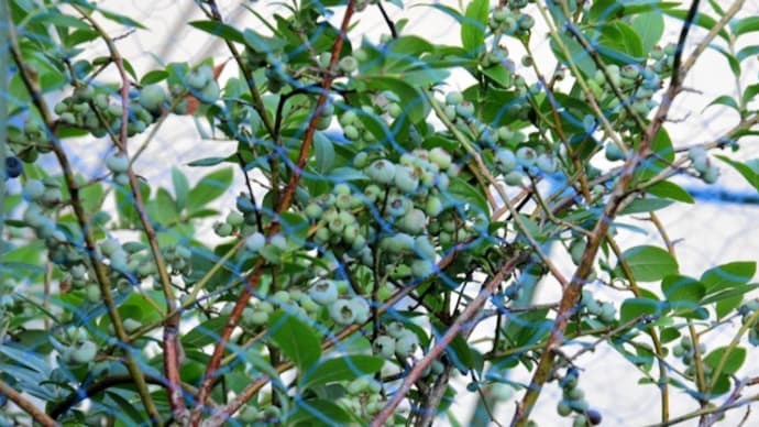 ベランダ果樹 ブルーベリーの実色づく