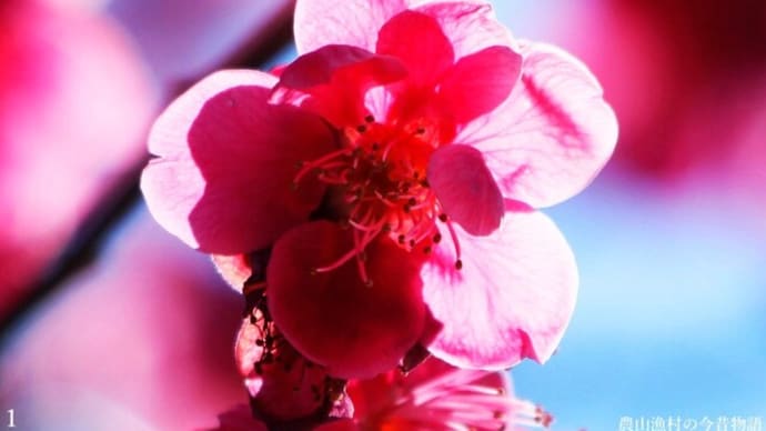 箕郷梅林 紅白の個輪