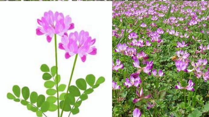 ミカウバーの戯言ブログ📱 其の7 れんげの花咲く頃〜🎶